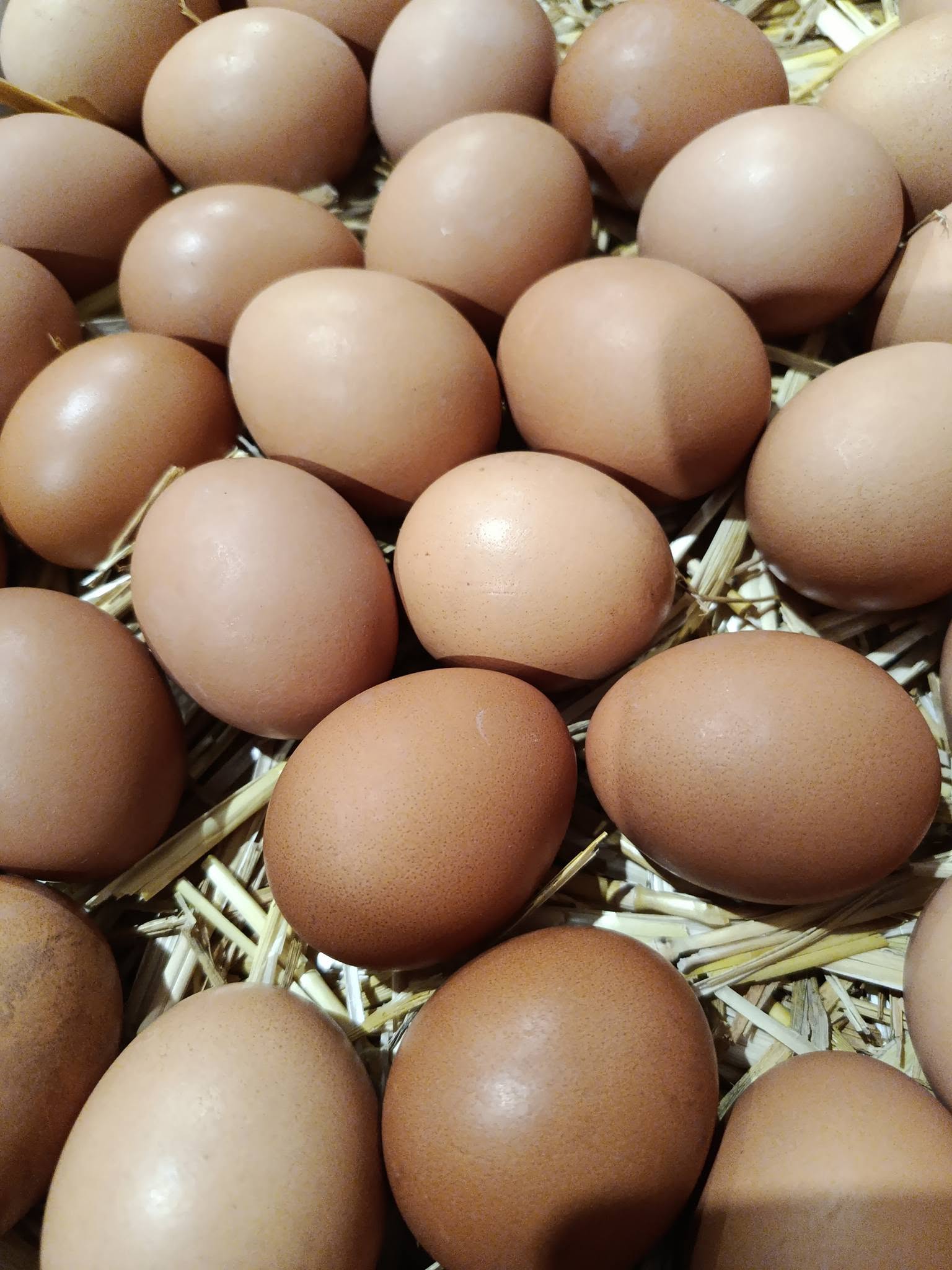 boîte d'œufs extra frais (6 œufs du jour)